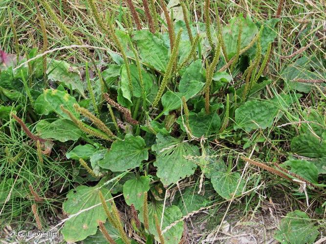 <i>Plantago major </i>L., 1753 subsp.<i> major</i> © G. Leveslin