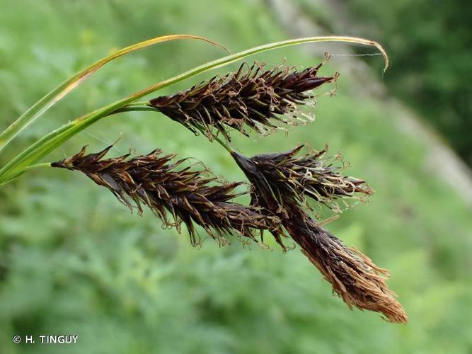 <i>Carex frigida</i> All., 1785 © H. TINGUY