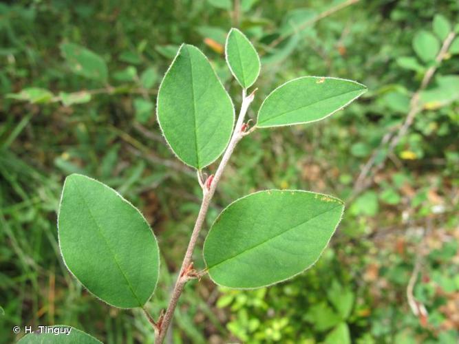 <i>Cotoneaster integerrimus</i> Medik., 1793 © H. Tinguy