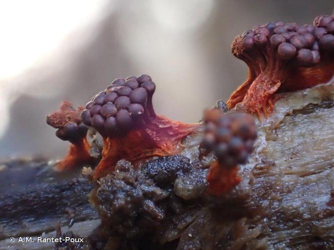 <i>Metatrichia vesparium</i> (Batsch) Nann.-Bremek. ex G.W.Martin & Alexop., 1969 © A.M. Rantet-Poux