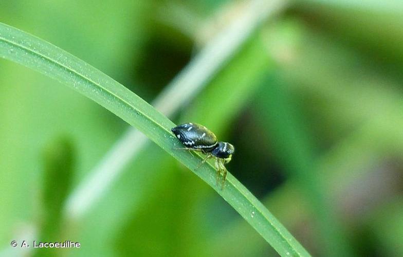 <i>Heliophanus cupreus</i> (Walckenaer, 1802) © A. Lacoeuilhe