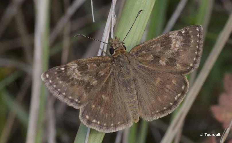 <i>Erynnis tages</i> (Linnaeus, 1758) © J. Touroult