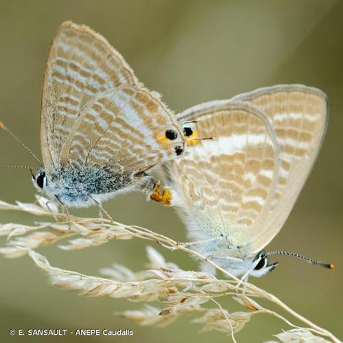 <i>Lampides boeticus</i> (Linnaeus, 1767) © E. SANSAULT - ANEPE Caudalis