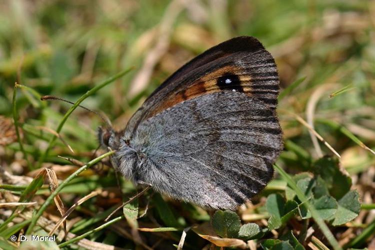 <i>Erebia rondoui rondoui</i> Oberthür, 1908 © D. Morel