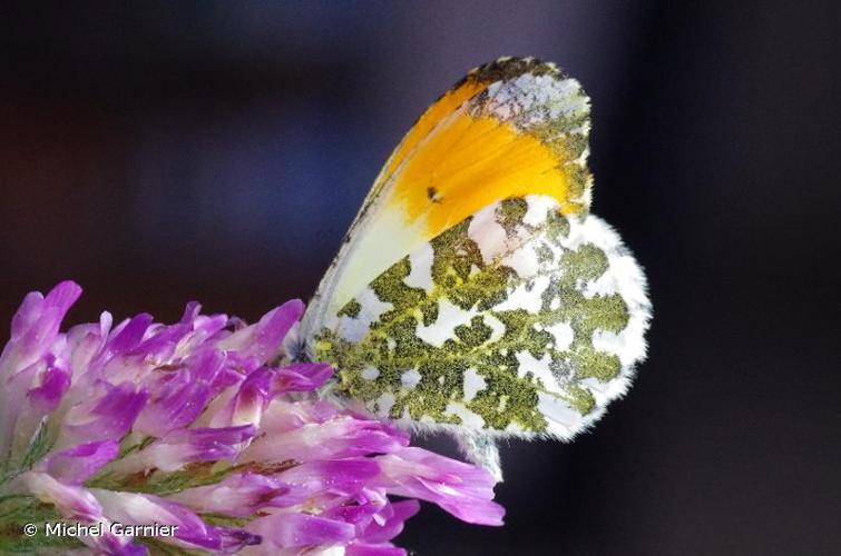 <i>Anthocharis cardamines</i> (Linnaeus, 1758) © Michel Garnier