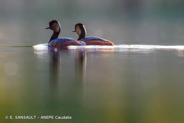 <i>Podiceps nigricollis</i> Brehm, 1831 © E. SANSAULT - ANEPE Caudalis