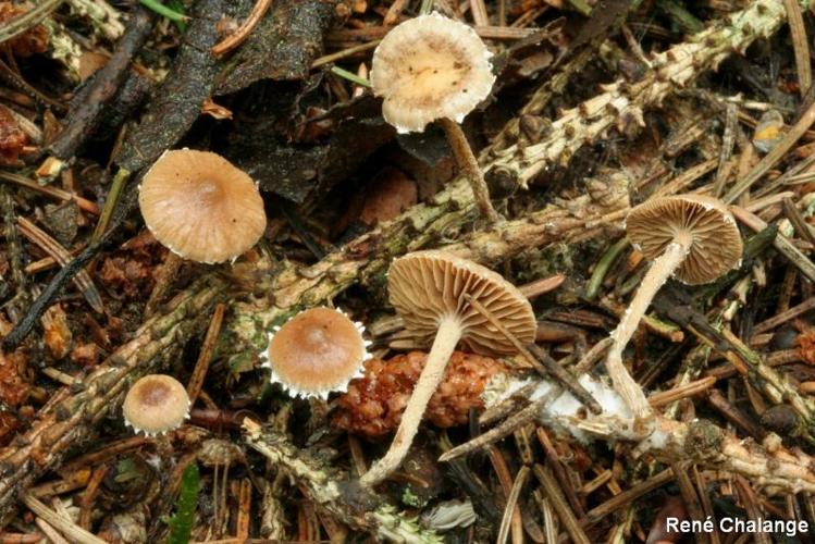 <i>Psilocybe crobula</i> (Fr.) M. Lange ex Singer © R. Chalange