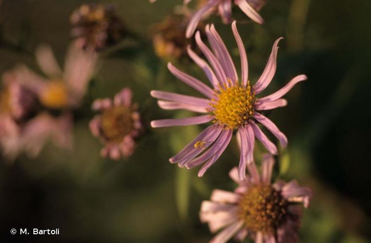 <i>Aster pyrenaeus</i> Desf. ex DC., 1805 © M. Bartoli