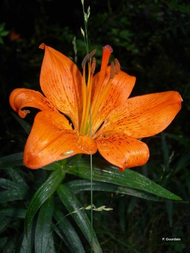 <i>Lilium bulbiferum</i> L., 1753 © P. Gourdain