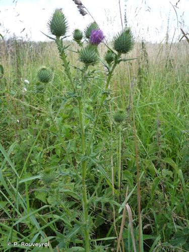 <i>Cirsium vulgare</i> (Savi) Ten., 1838 © P. Rouveyrol