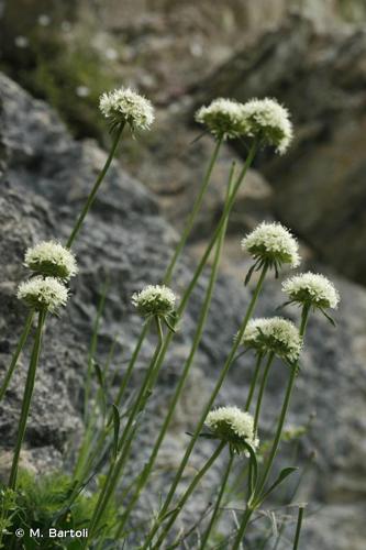 <i>Saponaria bellidifolia</i> Sm., 1791 © M. Bartoli