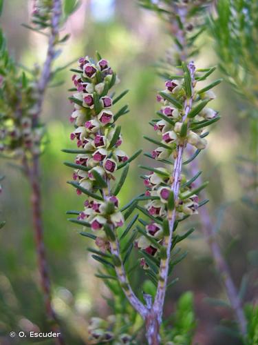 <i>Erica scoparia</i> L., 1753 © O. Escuder