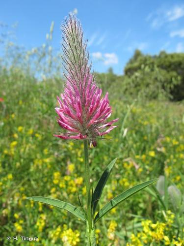 <i>Trifolium purpureum</i> Loisel., 1807 © H. Tinguy