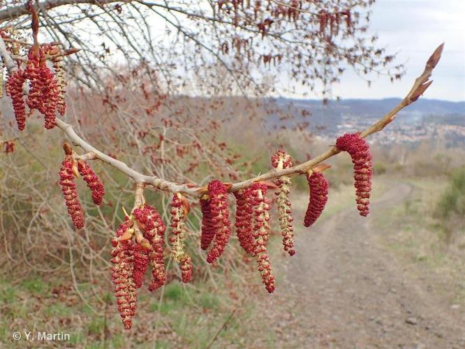 <i>Populus nigra</i> L., 1753 © 