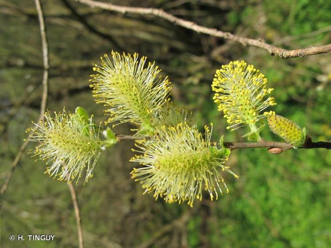 <i>Salix aurita</i> L., 1753 © H. TINGUY