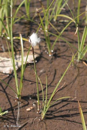 <i>Eriophorum gracile</i> Koch ex Roth, 1806 © S. Filoche