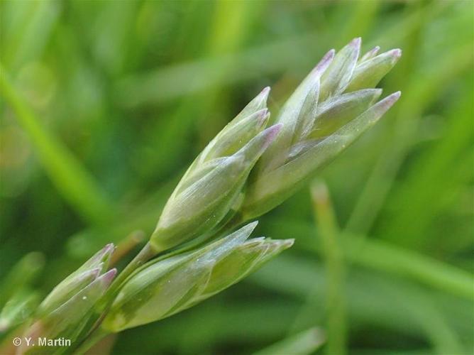 <i>Danthonia decumbens </i>(L.) DC., 1805 subsp.<i> decumbens</i> © 