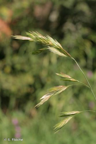 <i>Ceratochloa cathartica</i> (Vahl) Herter, 1940 © S. Filoche