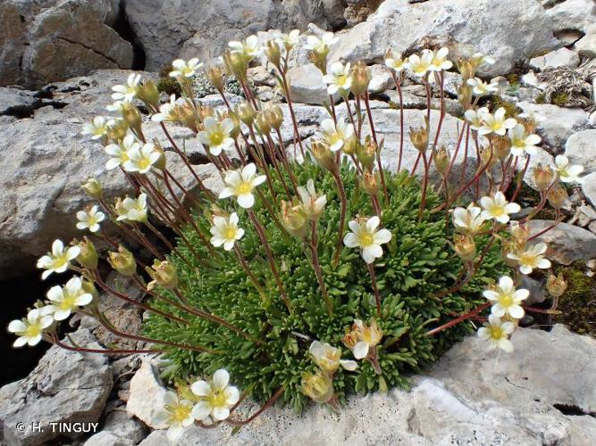 <i>Saxifraga exarata</i> Vill., 1779 © H. TINGUY