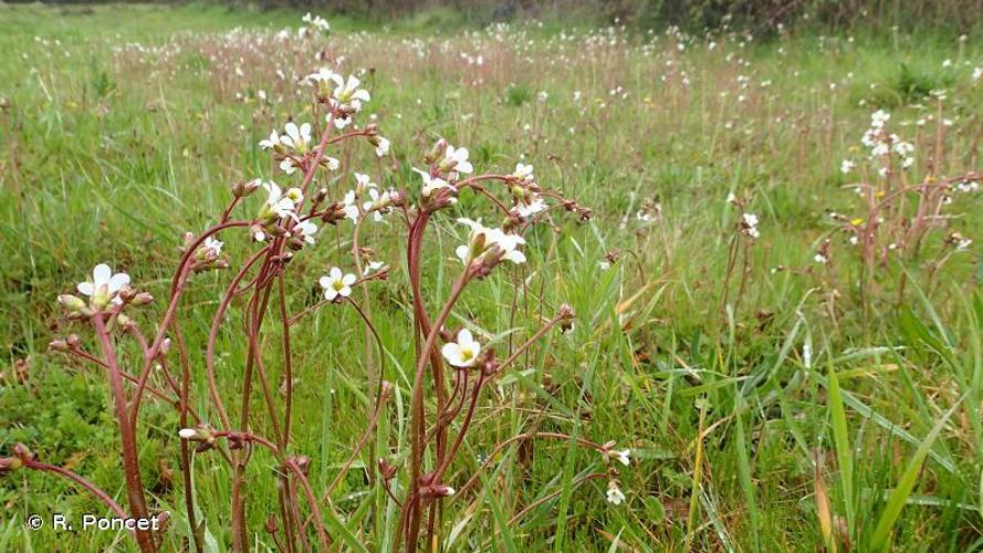 <i>Saxifraga granulata</i> L., 1753 © R. Poncet