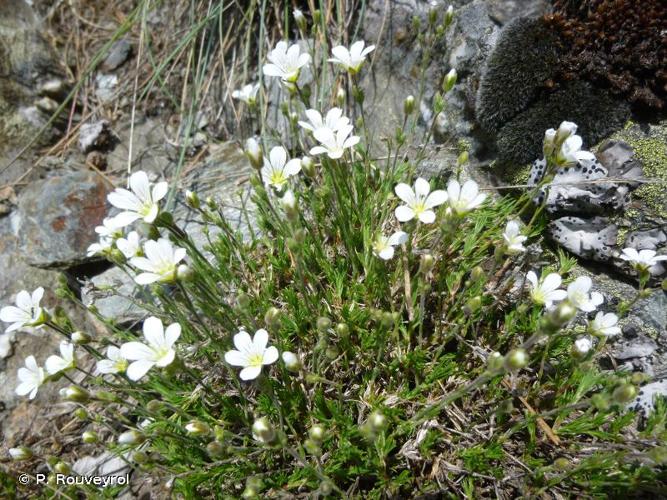 <i>Minuartia laricifolia </i>subsp.<i> diomedis</i> (Braun-Blanq.) Mattf., 1922 © P. Rouveyrol