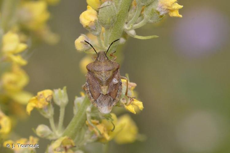 <i>Carpocoris melanocerus</i> (Mulsant & Rey, 1852) © J. Touroult