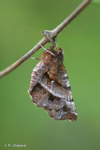 <i>Selenia dentaria</i> (Fabricius, 1775) © P. Chatard