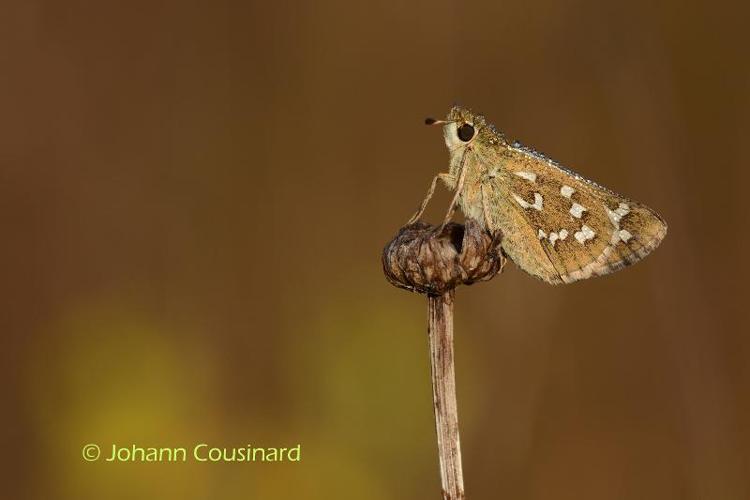 <i>Hesperia comma</i> (Linnaeus, 1758) © Johann Cousinard