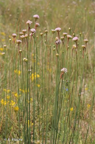 <i>Armeria arenaria</i> (Pers.) Schult., 1820 © S. Filoche