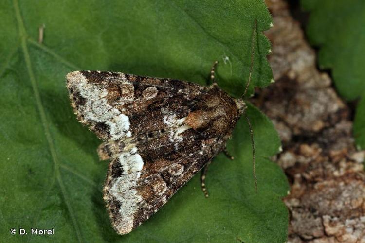 <i>Oligia strigilis</i> (Linnaeus, 1758) © D. Morel