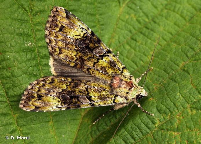 <i>Anaplectoides prasina</i> (Denis & Schiffermüller, 1775) © D. Morel