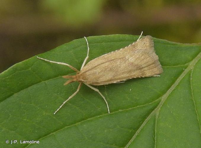 <i>Synaphe punctalis</i> (Fabricius, 1775) © J-P. Lamoline