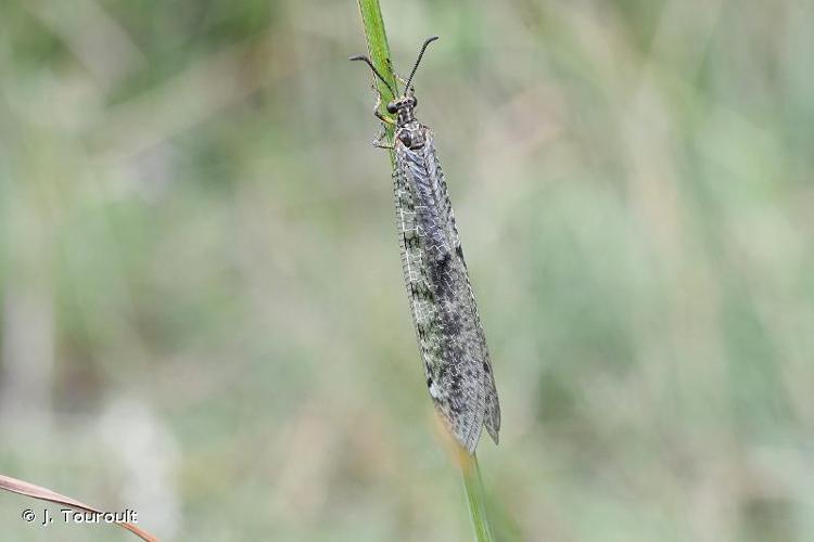 <i>Distoleon tetragrammicus</i> (Fabricius, 1798) © J. Touroult