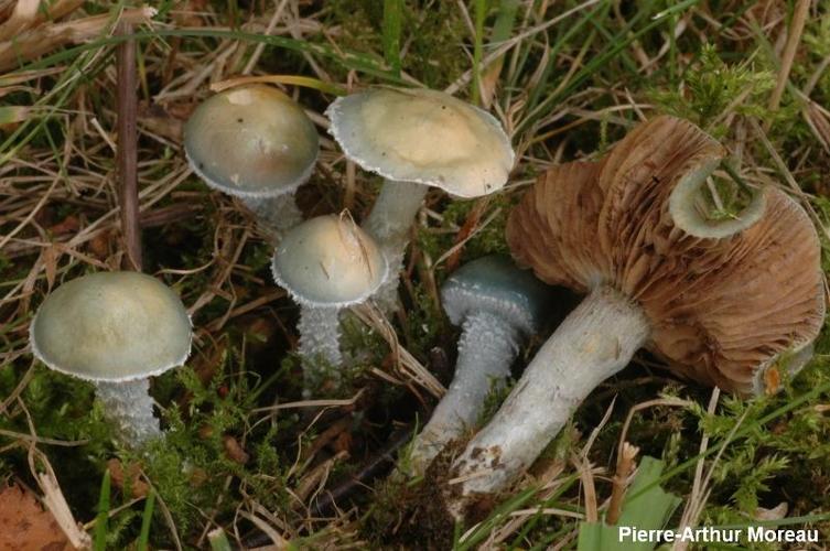 <i>Stropharia pseudocyanea</i> (Desm. : Fr.) Morgan © PA. Moreau