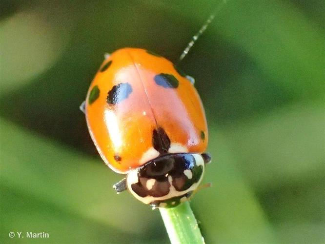 <i>Hippodamia variegata</i> (Goeze, 1777) © 