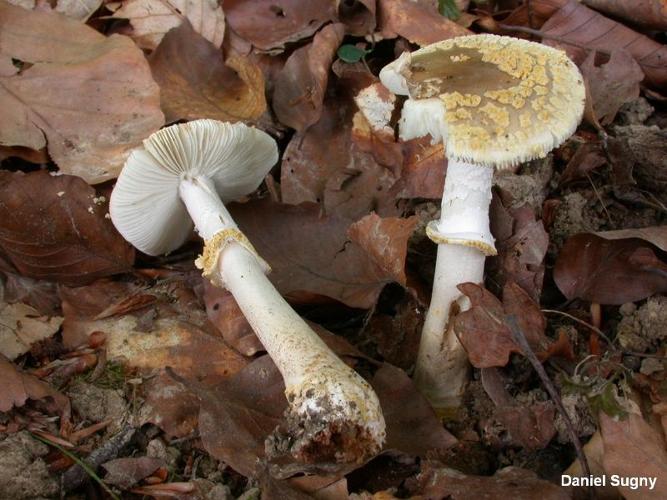 <i>Amanita franchetii</i> (Boud.) Fayod © D. Sugny