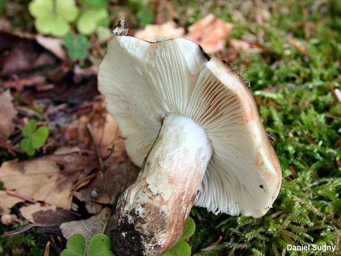 <i>Russula acrifolia</i> Romagn. ex Romagn. © D. Sugny