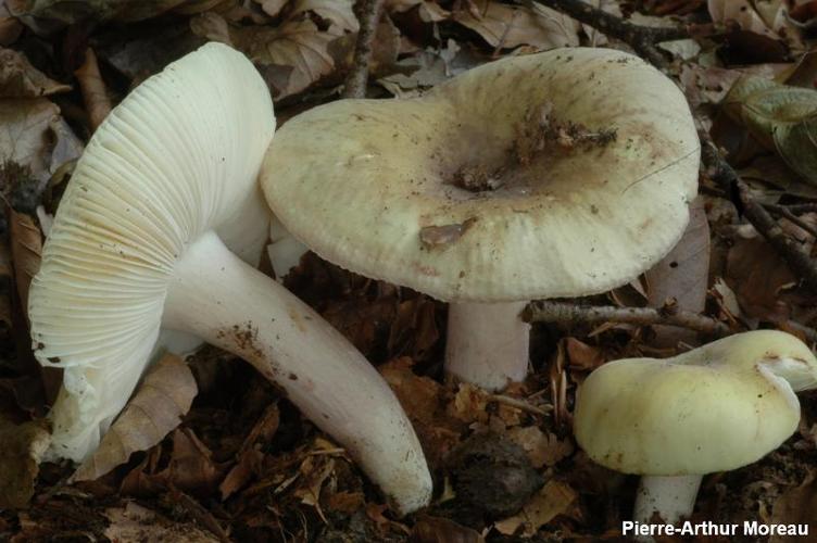 <i>Russula violeipes</i> Quél., 1898 © PA. Moreau