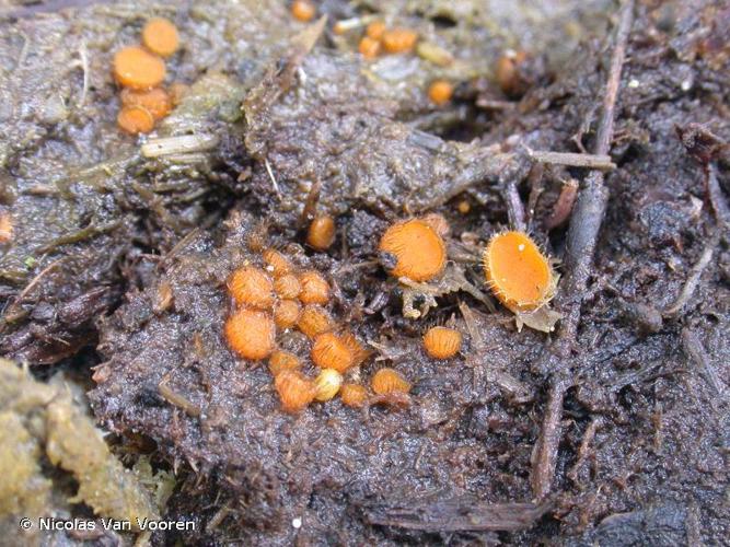 <i>Cheilymenia stercorea</i> (F.H.Wigg.) Boud. © Nicolas Van Vooren