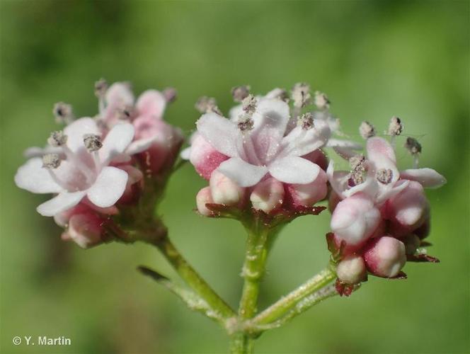 <i>Valeriana dioica</i> L., 1753 © 