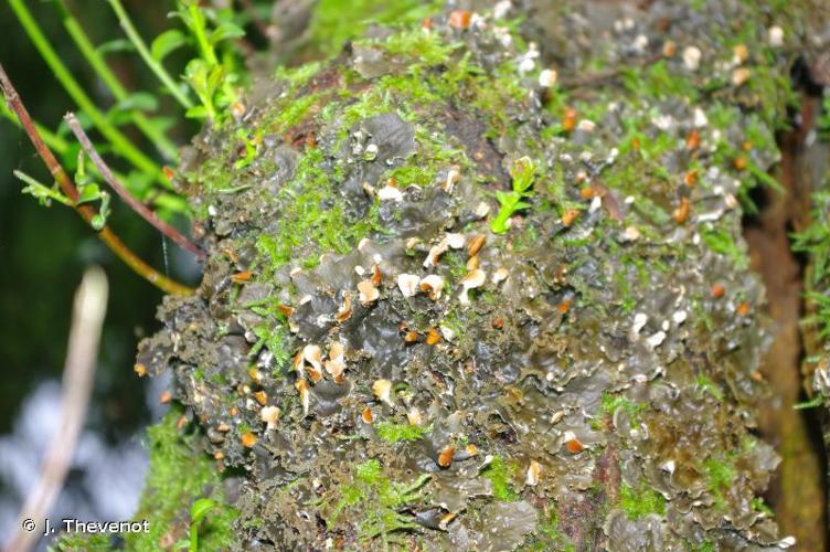 <i>Peltigera canina</i> (L.) Willd., 1787 © J. Thevenot