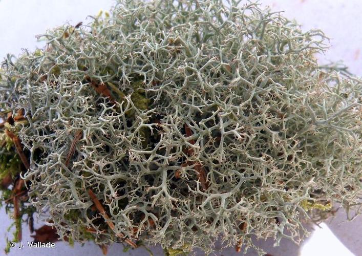 <i>Cladonia portentosa</i> (Dufour) Coem., 1865 © J. Vallade