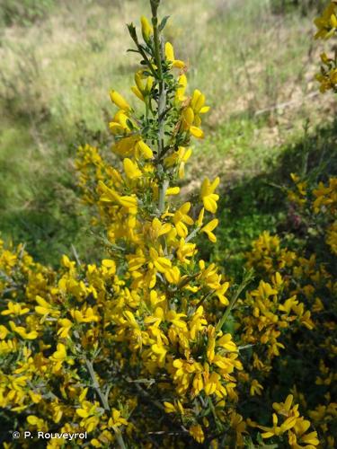 <i>Genista scorpius</i> (L.) DC., 1805 © P. Rouveyrol