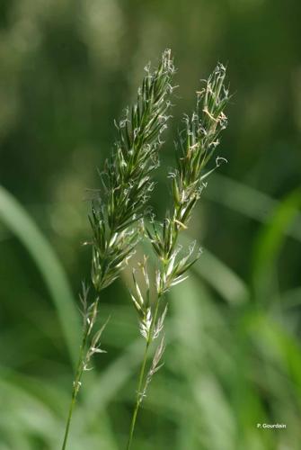 <i>Anthoxanthum odoratum</i> L., 1753 © P. Gourdain