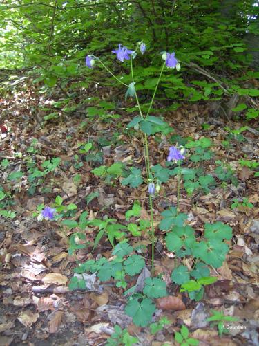 <i>Aquilegia vulgaris</i> L., 1753 © P. Gourdain