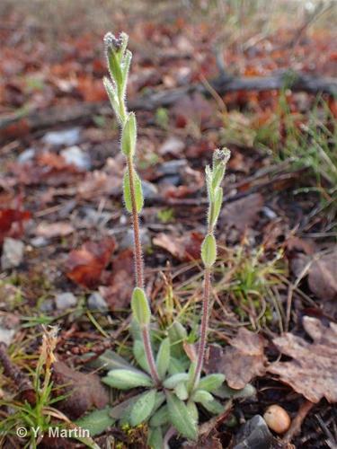 <i>Arabis ciliata</i> Clairv., 1811 © 