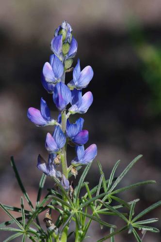 <i>Lupinus angustifolius</i> L., 1753 © O. Delzons