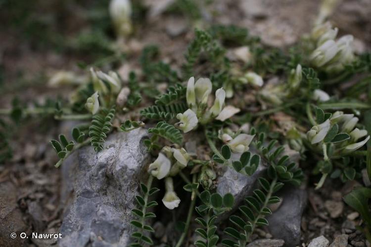 <i>Astragalus depressus</i> L., 1756 © O. Nawrot