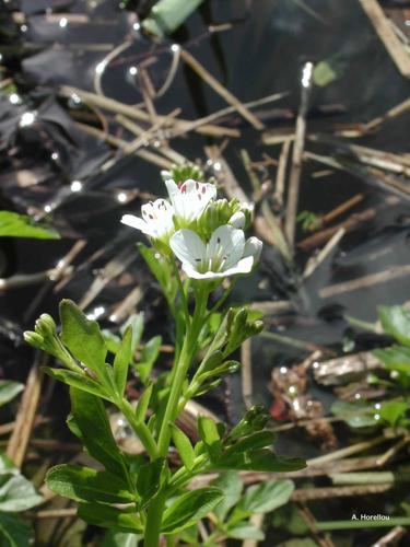 <i>Cardamine amara</i> L., 1753 © A. Horellou