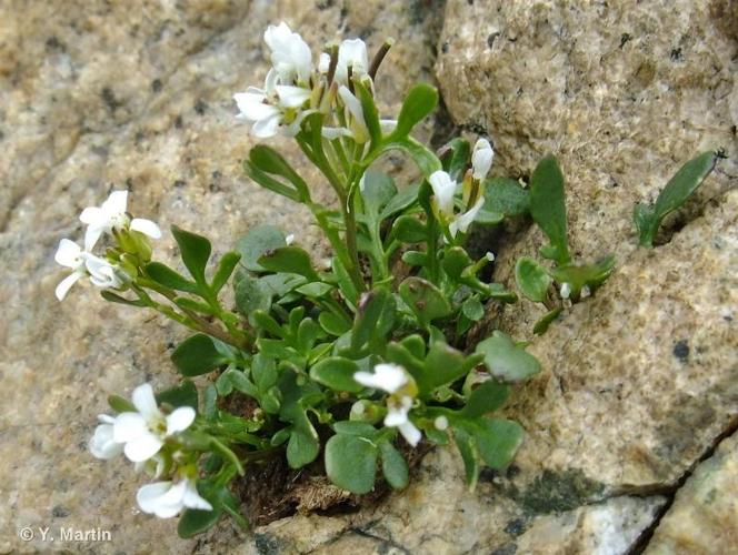 <i>Cardamine resedifolia</i> L., 1753 © 